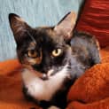 Photo of Cupcake