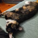 Photo of Cupcake