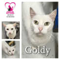 Photo of Goldy