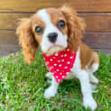 Photo of Georgie Boy