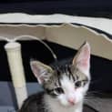 Photo of Bluey