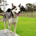 Photo of Ace 1 Year Old Husky X Kelpie (Trial)