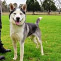 Photo of Ace 1 Year Old Husky X Kelpie (Trial)
