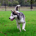 Photo of Ace 1 Year Old Husky X Kelpie (Trial)