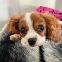 Photo of Georgie Boy