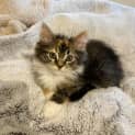 Photo of Callisto 