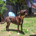 Photo of Pixie