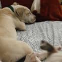 Photo of Hewie