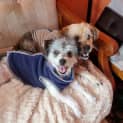 Photo of Magpie & Brownie💖Shih Tzu X Jrt(on Trial 15/12/23)