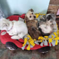 Photo of Magpie & Brownie💖Shih Tzu X Jrt(on Trial 15/12/23)