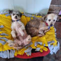 Photo of Magpie & Brownie💖Shih Tzu X Jrt(on Trial 15/12/23)