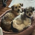Photo of Magpie & Brownie💖Shih Tzu X Jrt(on Trial 15/12/23)
