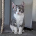 Photo of Silvermist