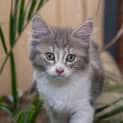 Photo of Tinkerbell