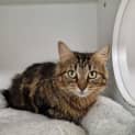 Photo of Delilah