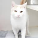 Photo of Kimba