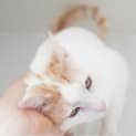 Photo of Kimba