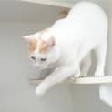 Photo of Kimba