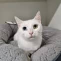 Photo of Pearl