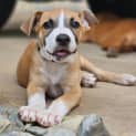Photo of Archer