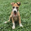 Photo of Archer