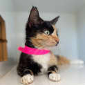 Photo of Sooty