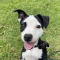 Photo of Buttercup