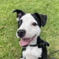 Photo of Buttercup