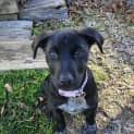 Photo of Boo