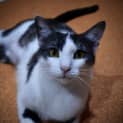 Photo of Missy