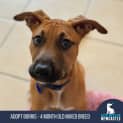 Photo of Borris 4 Month Old Mixed Breed (Trial)