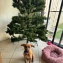 Photo of Borris 4 Month Old Mixed Breed (Trial)