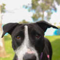 Photo of Tinkerbell