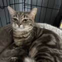 Photo of Topaz
