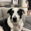 Photo of Tilly (Matilda)
