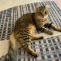 Photo of Kit Kat