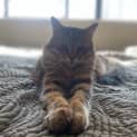 Photo of Kit Kat