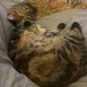 Photo of Kit Kat