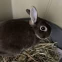 Photo of Tato