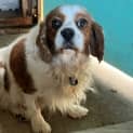 Photo of Molly