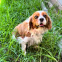 Photo of Dora