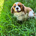 Photo of Dora