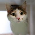 Photo of Honey