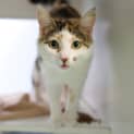 Photo of Honey