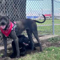 Photo of Gypsy 