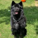 Photo of Shadow