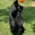 Photo of Shadow