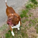 Photo of Banjo