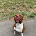 Photo of Banjo