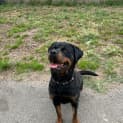 Photo of Raven